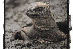 "Land Iguana, The Galápagos"
