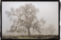 "Oaks in Fog, Folsom"