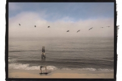 "Pelicans, Davenport"