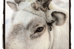 "Reindeer, Darkhad Valley"