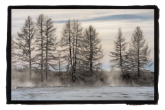 "Winter Trees, Mongolia"