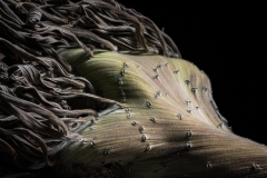 "New Terrain" still life photography series