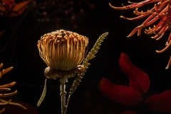 "New Terrain" still life photography series