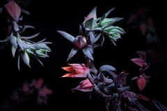 "New Terrain" still life photography series