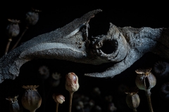 "New Terrain" still life photography series