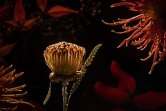 "New Terrain" still life photography series