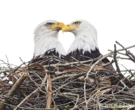 Eagles_Pair_Head-to-Head_8195-ADB-NR-C2_V2-1