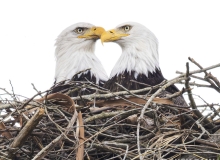 Eagles_Pair_Head-to-Head_8195-ADB-NR-C2_V2-1 Eagles_Pair_Head-to-Head_8195-ADB-NR-C2_V2-1