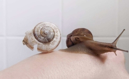 Photo © Kristy Headley, Snail and Shell, 2020