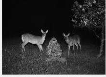 Pia-Paulina-Guilmoth-Deer