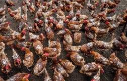 Chicken Dance. © Charles Versaggi Chicken Dance. © Charles Versaggi