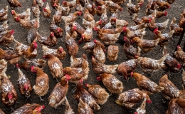 Chicken Dance. © Charles Versaggi