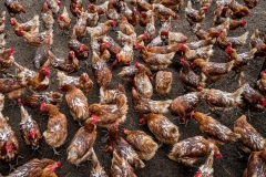 Chicken Dance. © Charles Versaggi