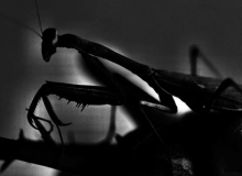 Photo © Lisa Whitlock, Good Luck, 2023