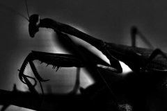 Photo © Lisa Whitlock, Good Luck, 2023
