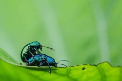 Amit-Machamasi-Intimacy-2021