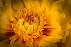 Gary-Scale-Poppy-Seed-Macro Gary-Scale-Poppy-Seed-Macro