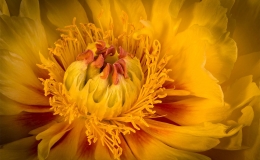 Gary-Scale-Poppy-Seed-Macro