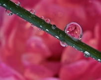 Gary-Scales-Fairy-Dewdrops-Macro