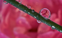 Gary-Scales-Fairy-Dewdrops-Macro