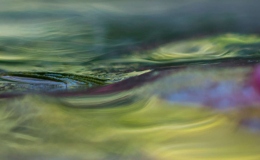 Patty-LaDuke_macro