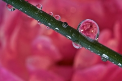 Gary-Scales-Fairy-Dewdrops-Macro