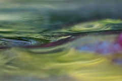 Patty-LaDuke_macro