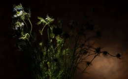 Call for Entry, March 2024 Photo of the Month