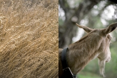 "Wild Oats, Big Sur, CA" and "Mother Goat, Big Sur, CA" Photos © Lucy Goodhart | Mindfulness Photography Exercises