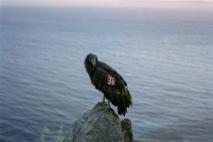 "Condor 36, Big Sur, CA" Photo © Lucy Goodhart | Mindfulness Photography Exercises