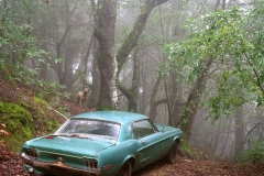 "Fiji & the Mustang, Big Sur, CA" Photo © Lucy Goodhart | Mindfulness Photography Exercises