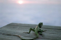 "Lizard at Sunset, Big Sur, CA" Photo © Lucy Goodhart | Mindfulness Photography Exercises