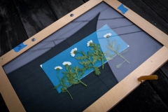 Intro to Cyanotype Printing Workshop at The Image Flow