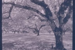 Intro to Cyanotype Printing Workshop at The Image Flow