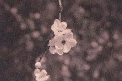 workshop-cyanotype-Niniane-Kelley-bloom