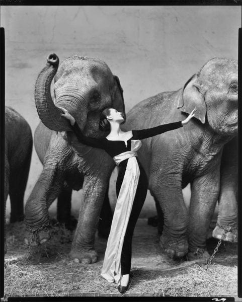 Dovima with Elephants, 1955. Photo © Richard Avedon.