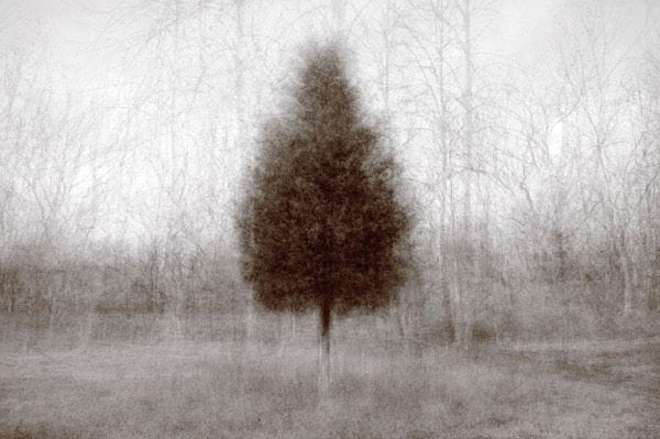 "Why are we so similar and why are we drawn so to the tree?" Photo © Kent Krugh.