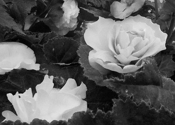 Andrea Andersen