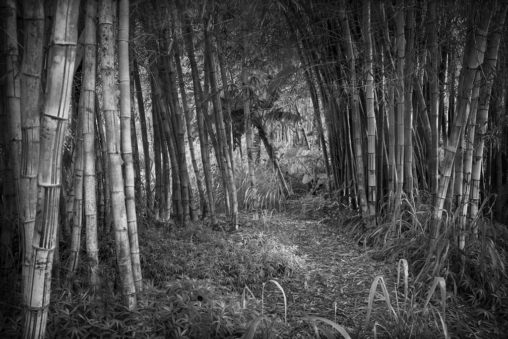 Maui photography workshop hawaii photography workshop Maui Bamboo forest