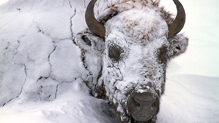 Bison covered in frost and snow, Yellowstone National Park, Wyoming.