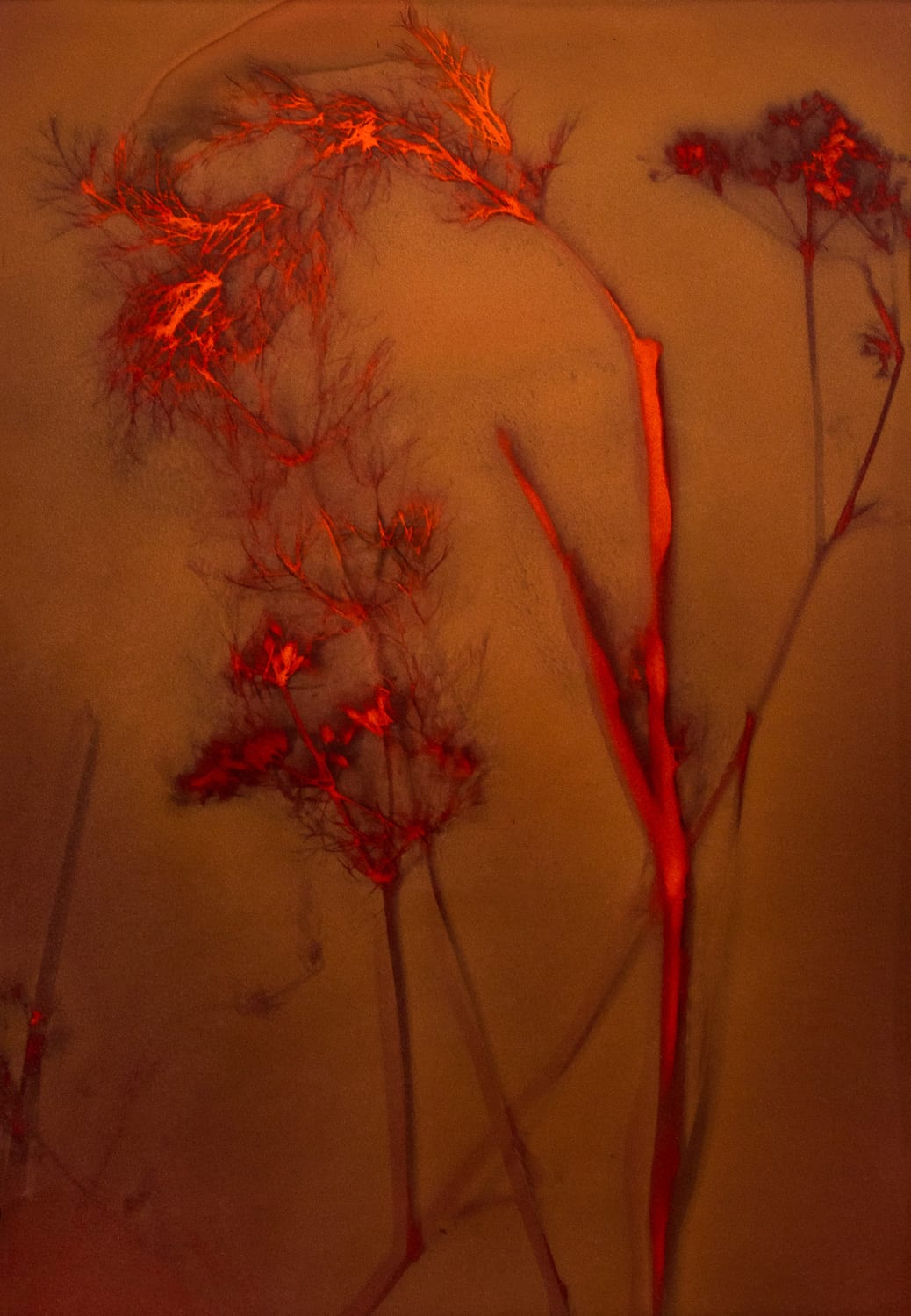 Photography and Art Camp for Teens 2020. Marin, San Francisco. Lumen print