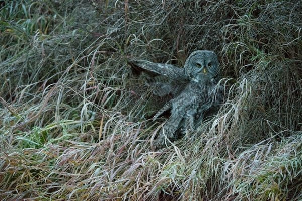 Great Grey Owl in Frost Covered Grass © Mary D'Agostino nature & landscape photographer