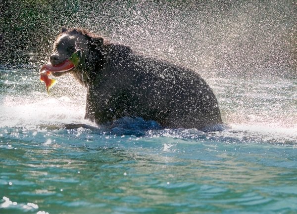 Grizzly with Salmon © Mary D'Agostino nature & landscape photographer