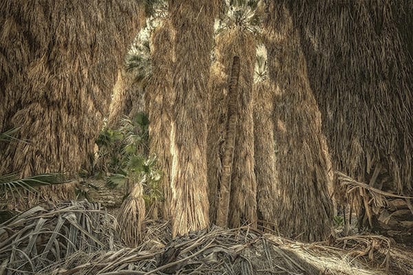 Palm oasis. Photo © Ted Orland. Travel photography ideas.