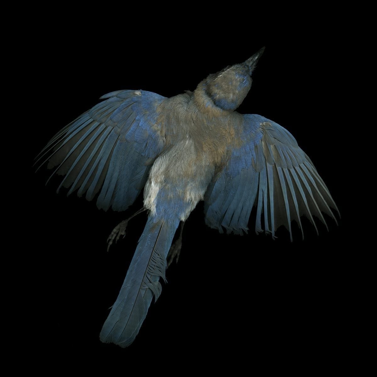 Jay Ruland blue jay dead bird photography