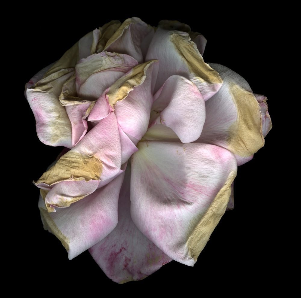 Jay Ruland flower photography Withering Roses series, photographic process, flower photography, pictures of flowers, still life photography
