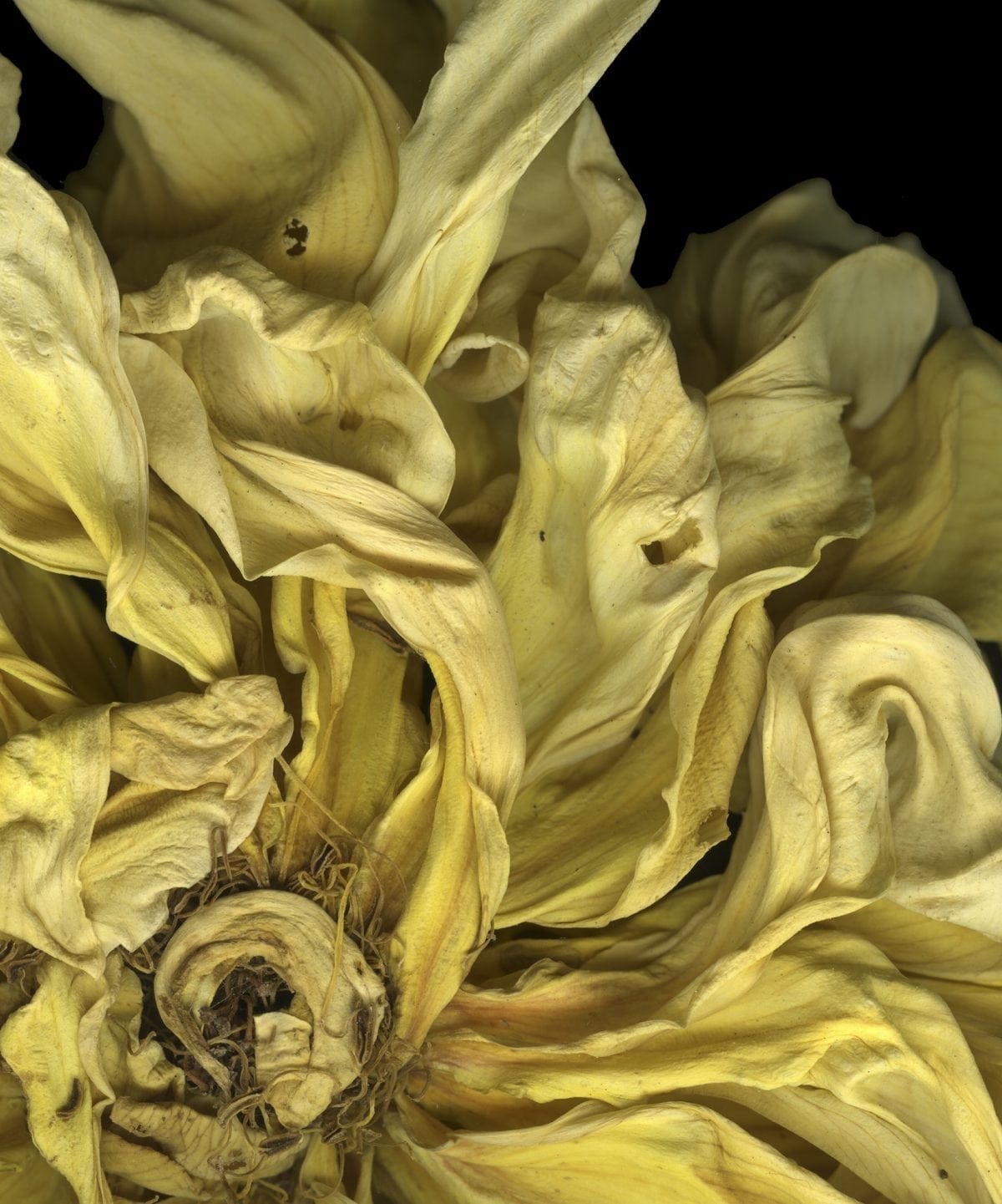 Jay Ruland abstractions still life photography floral photography, pictures of flowers