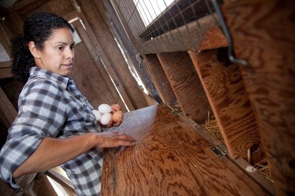 Angela's internship was funded by a partnership between the Farmer Veteran Coalition and the San Francisco Foundation. Photo © Susanna Frohman.