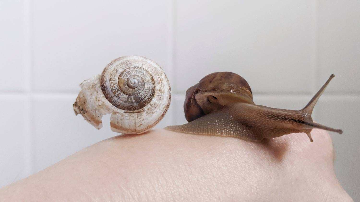 Photo © Kristy Headley, Snail and Shell, 2020