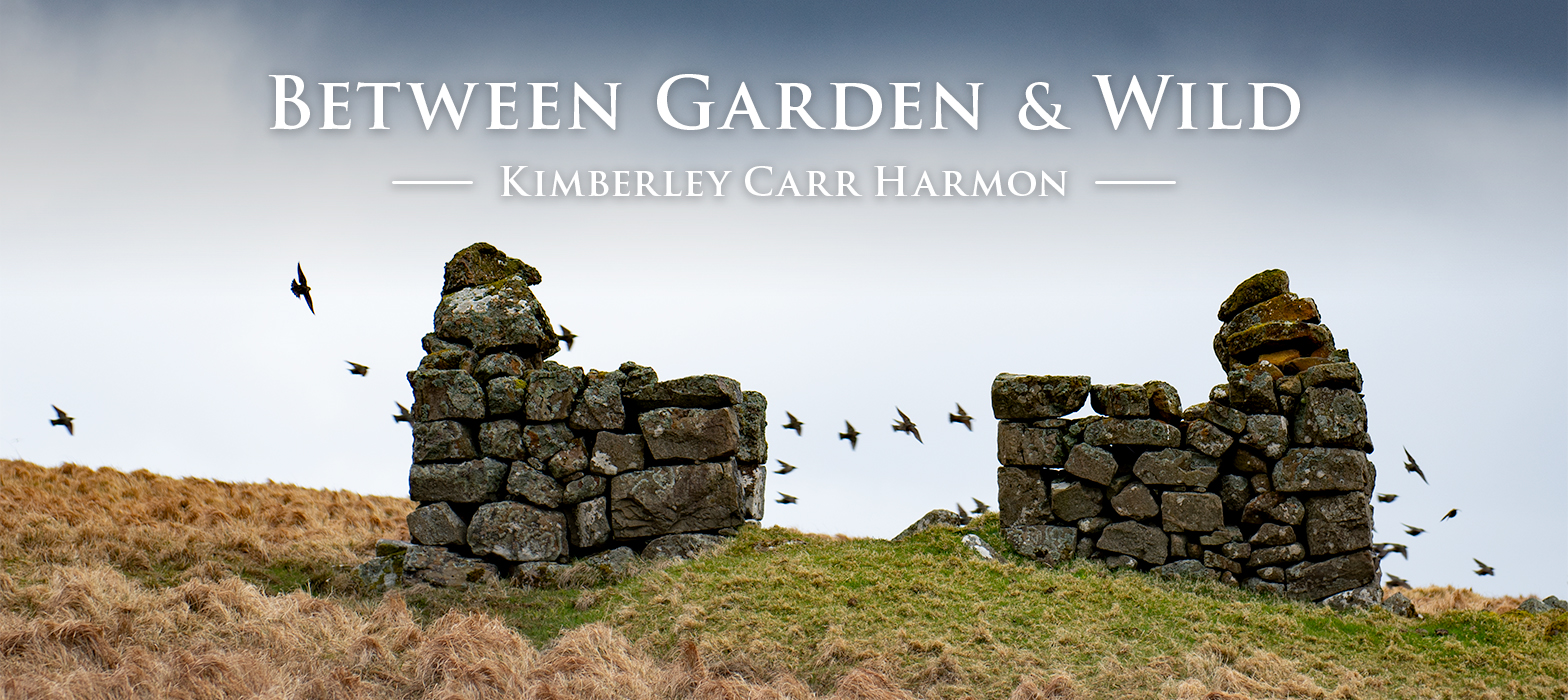 Faroe Island, rock fence and birds on a hillside